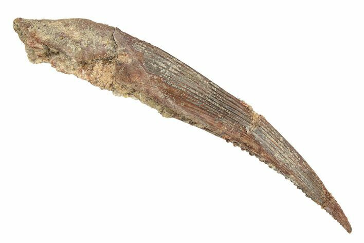 Fossil Shark (Hybodus) Dorsal Spine - Kem Kem Beds, Morocco #267696
